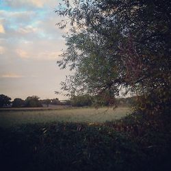 Trees on field against cloudy sky