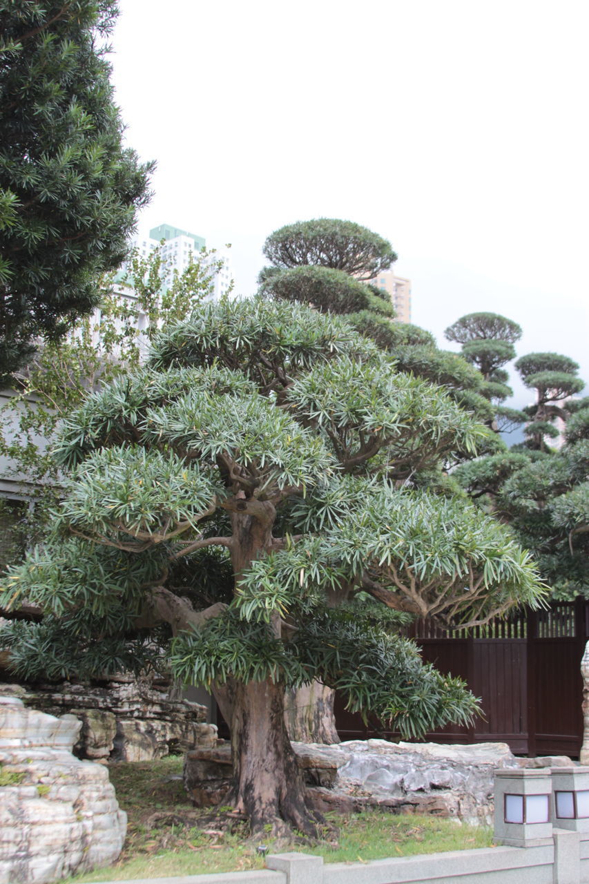 TREES IN GARDEN AGAINST SKY