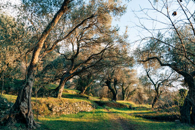 tree