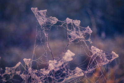 Close-up of frozen spider web