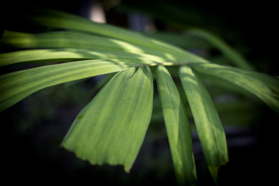 Close-up of fresh green leaf