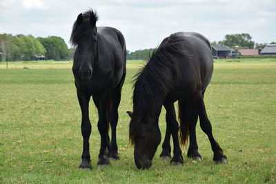 Horses in a field