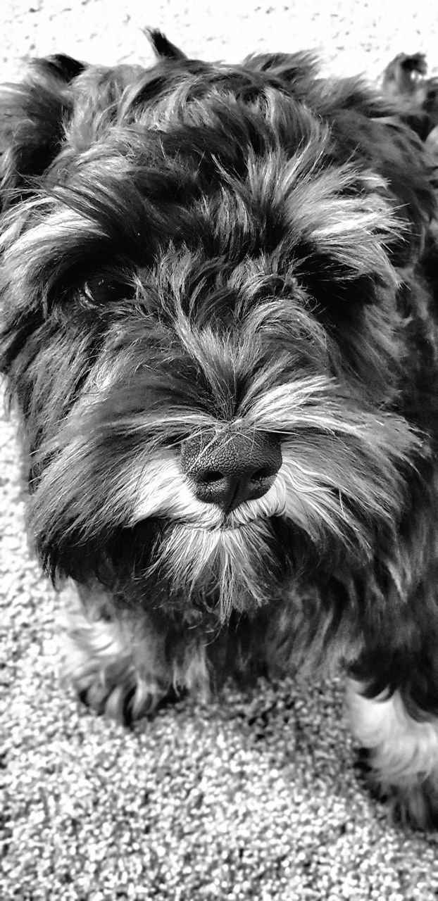 CLOSE-UP PORTRAIT OF A DOG WITH EYES