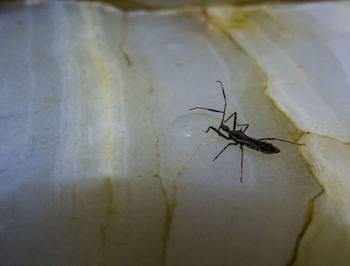 Close-up of spider