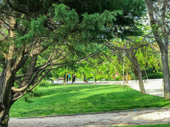 Trees in park