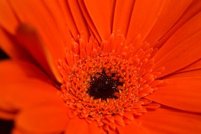 Extreme close-up of flower