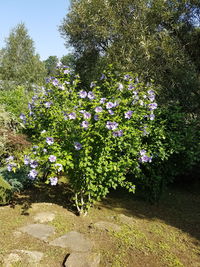 View of flower tree