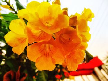 Close-up of yellow flowering plant