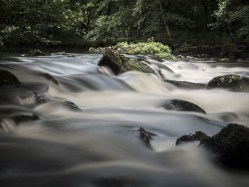 Scenic view of waterfall in forest