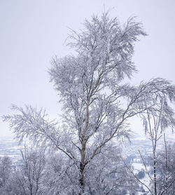 Low angle view of bare tree against clear sky