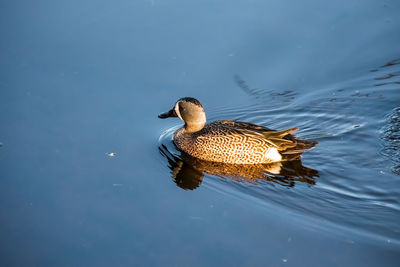 High angle view of duck swimming on lake