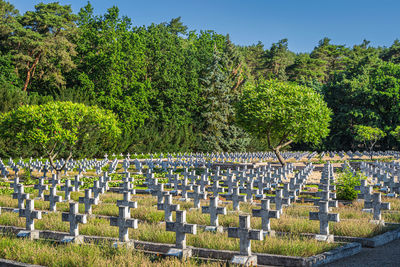 Plants growing in cemetery against sky