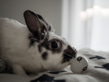 Close-up of rabbit with ball on bed