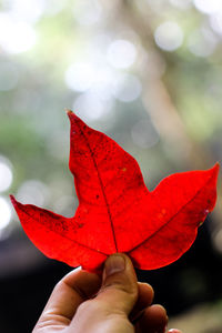 Close-up of hand holding maple leaves during autumn