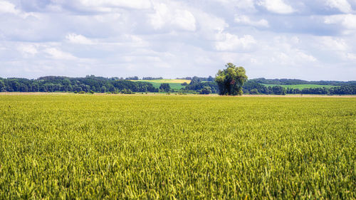 Scenic view of agricultural field against sky