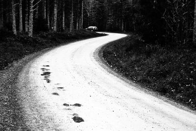 Country road along trees