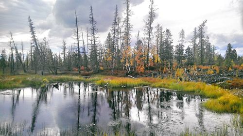 Scenic view of lake in forest against sky