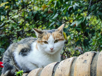 Close-up of cat sitting on a tree