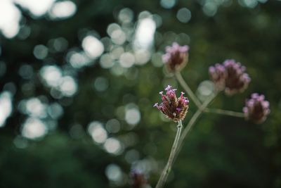 Close-up of purple flowering plant