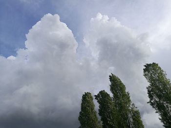 Low angle view of trees against sky