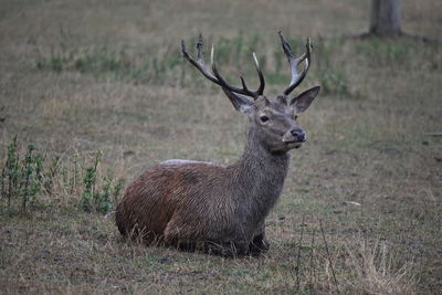 Deer in a field