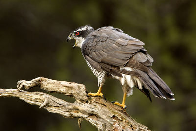 Close-up of bird perching on branch