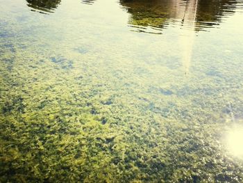 Reflection of trees in water