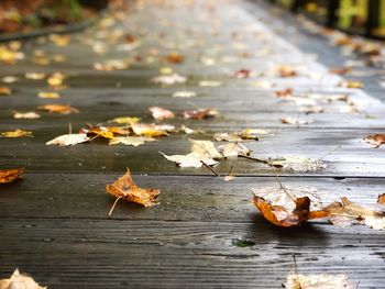 Autumn leaves fallen on leaf