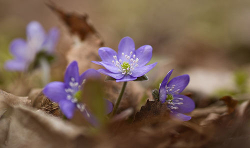 Close-up of purple crocus flowers