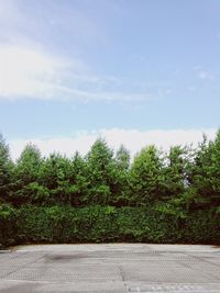 Trees and plants against sky