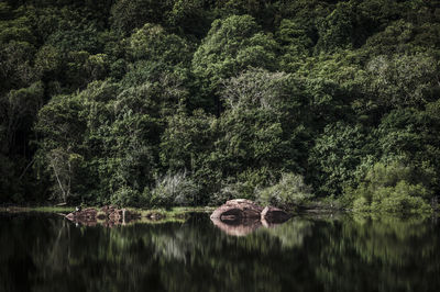 View of trees in water