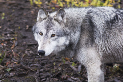 Close-up of a dog on field