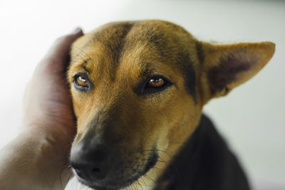 Close-up portrait of dog against white background