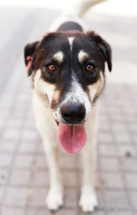 Close-up portrait of a dog