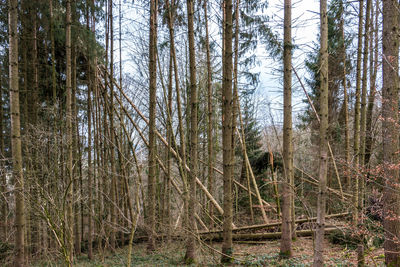 Bare trees in forest