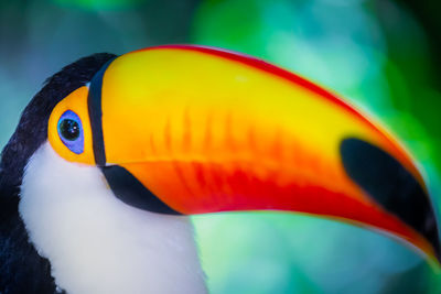 toucan