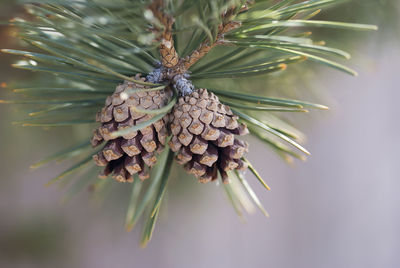 Close up of leaf