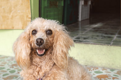 Close-up portrait of dog at home