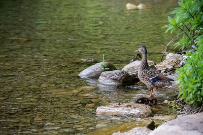 Ducks in a lake