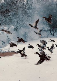 Seagulls flying over beach