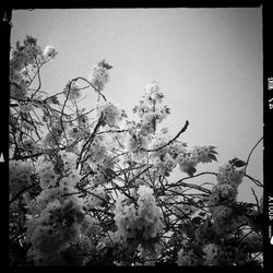 Low angle view of flowers blooming on tree