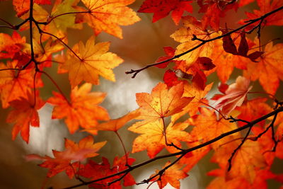 Close-up of maple leaves on branch