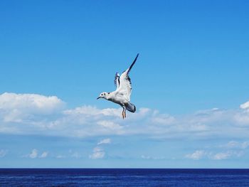 Seagull flying over sea