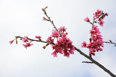 Low angle view of pink blossoms against clear sky