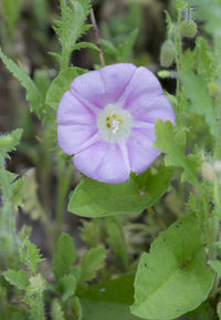 Close-up of flower blooming outdoors