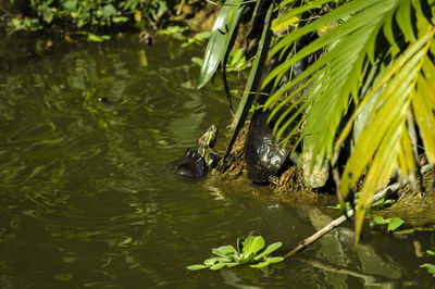 Turtles in lake