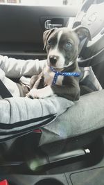 Portrait of dog sitting in car