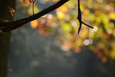 Close-up of spider web on plant