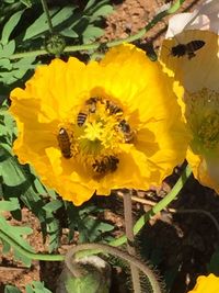 Close-up of bee pollinating on yellow flower