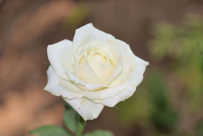 Close-up of white rose